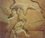 Archaeopteryx