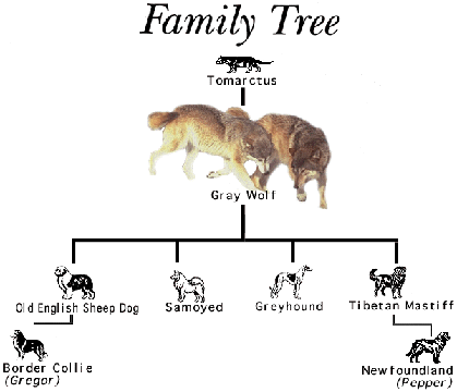  Breed Chart on Dog   Wolf Breeding History And Genetic Diversity