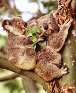 Koala Bears