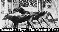 Marsupial Dog - Now Extinct