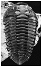 Trilobite