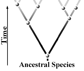 Speciation