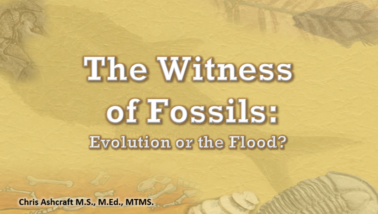 The Witness of Fossils: Evolution or the Flood